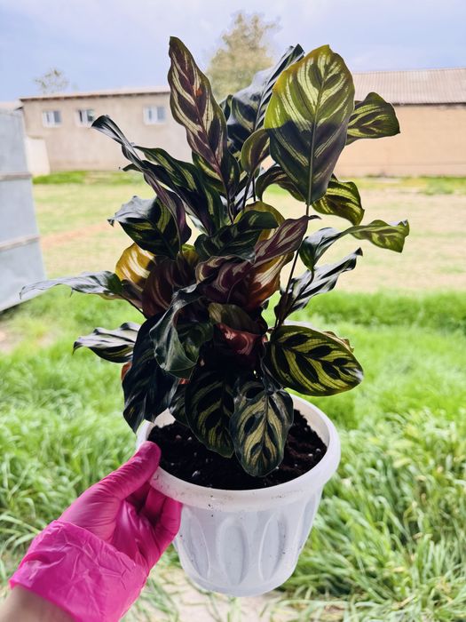 Комнатные цветы болме гулдери