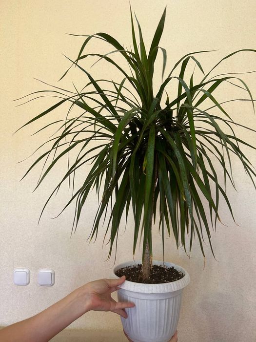 Продаю  драцену,