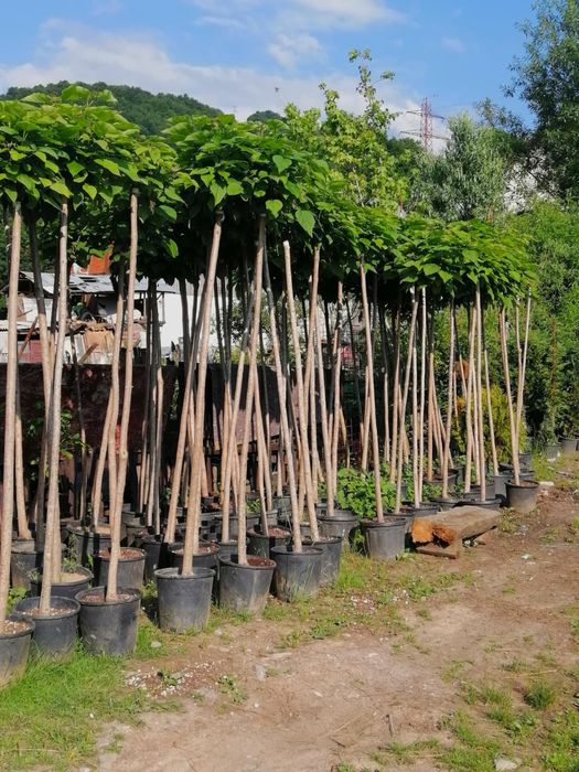 Plante ornamentale ,tuia,magnloii,catalpa,mesteacan.diferite specii