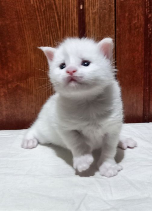 Котята породы Мейн Кун