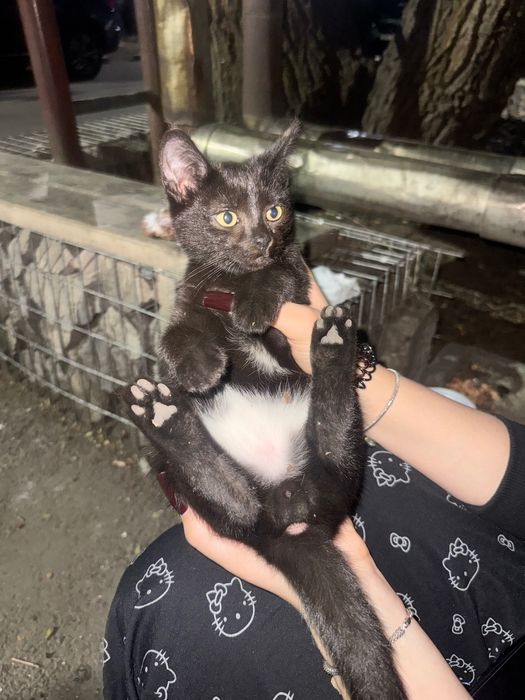 Котенок (мальчик и девочка)