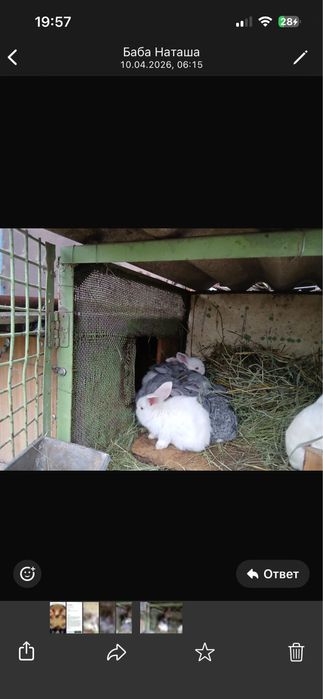 Продам кроликов