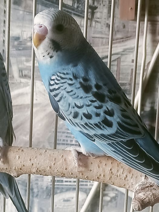 Волнистый попугай.