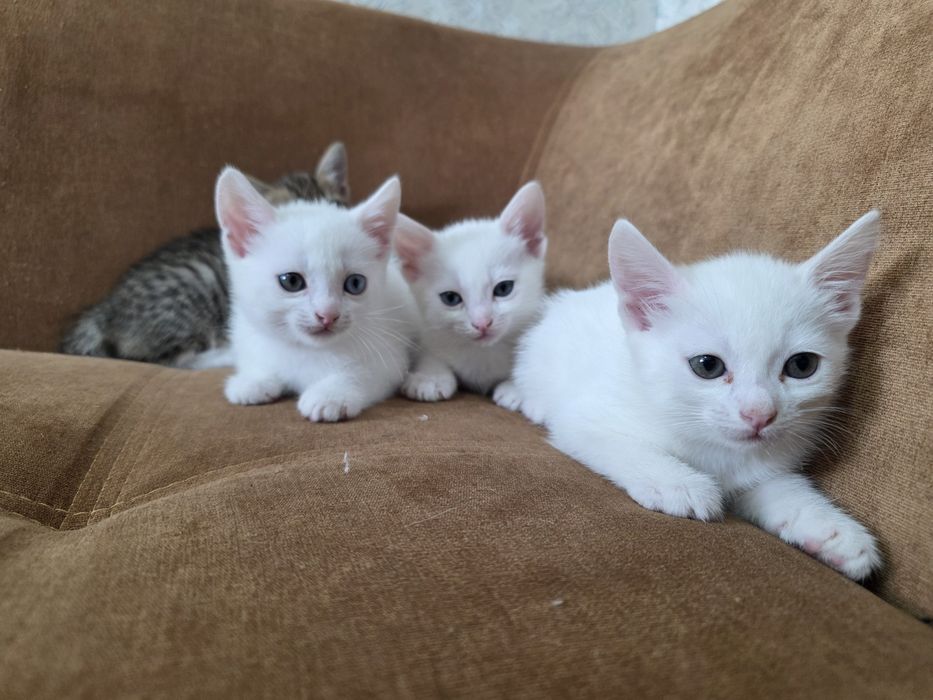 Котёнок с разными глазами