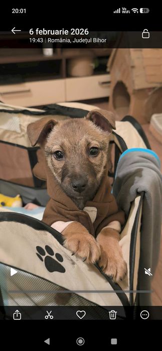 Cățelușa spre adopție