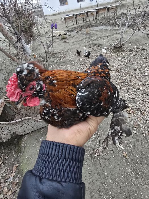 Yapon xoʻroz. Qiziquvchilar uchun. Arzon narxlarda