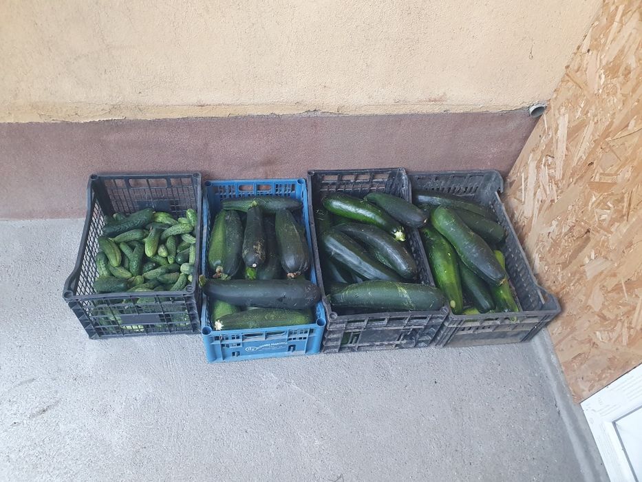 Castraveți și dovlecei din gradina