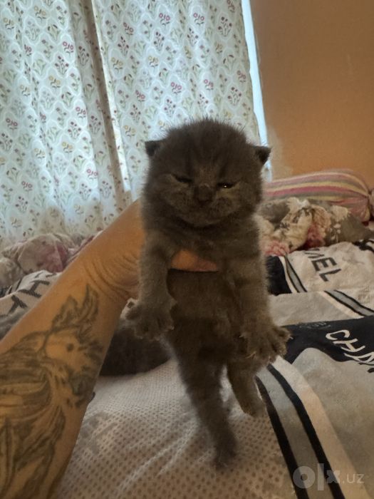 Скотиш страйт и фолд