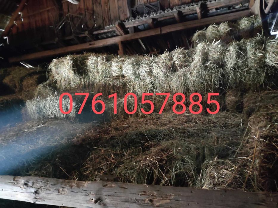 Baloti fan lucerna otava