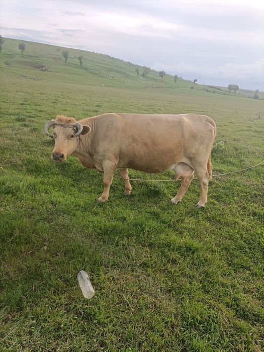 Vaca de vânzare !!