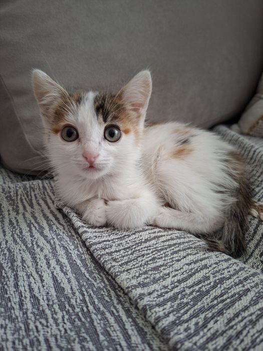 Малышки девочки ок.2 мес.в ответственные семьи