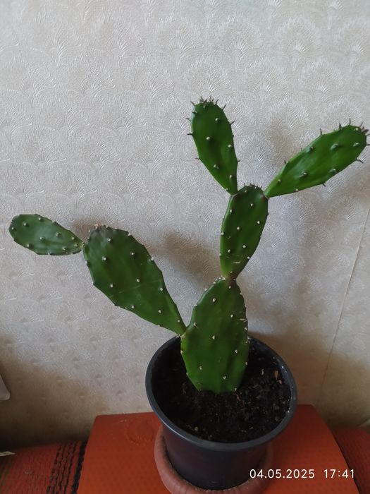 Кактусик  Опунция