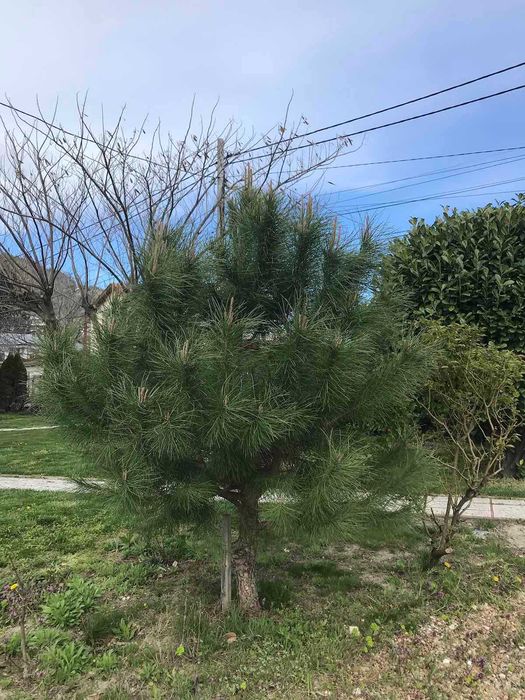 Средиземноморски бор