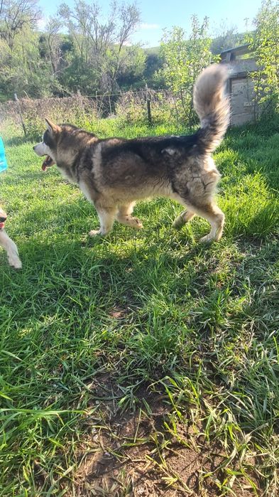 Аляскинский Маламут