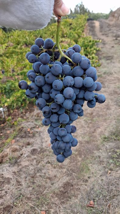Struguri de vin