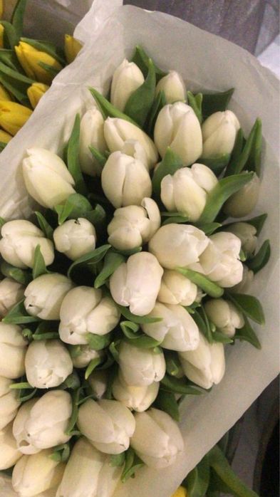 Тюльпаны оптом и в розницу