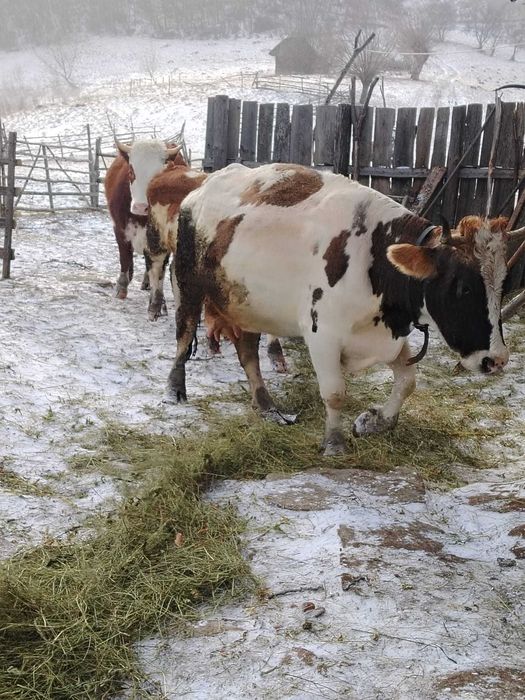 Vaci Gestante Juninci / Tauras