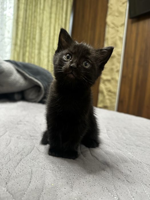 Отдам катят , приучены к лотку