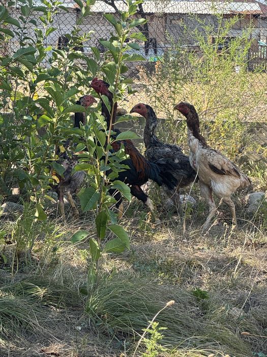 Продам дакан питух кури