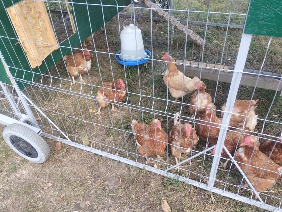 Gaini ouatoare rosii,găini Isa Brown