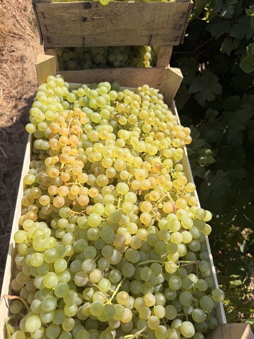 Chasselas de masa