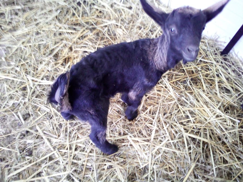 Iezi capra anglo cu alpin