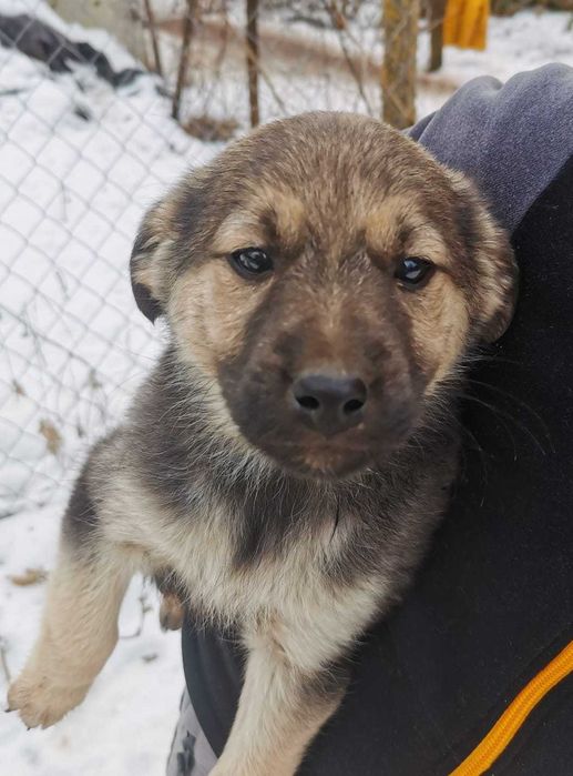 Donez cățeluși pentru vremuri bolojenești - model austeritate 2026