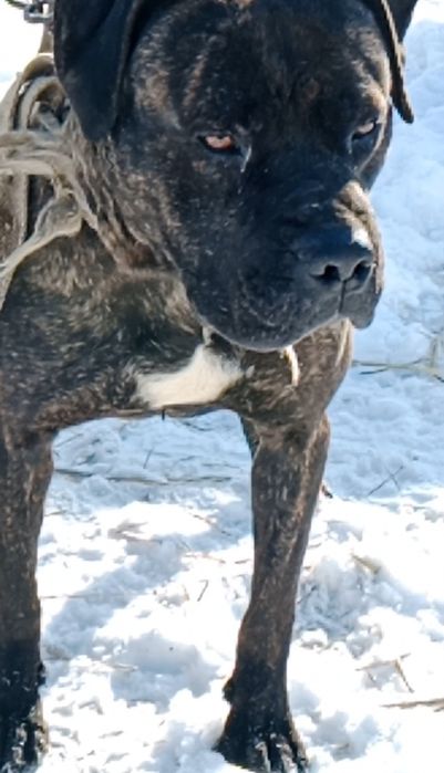 Продам пит-бультерьер