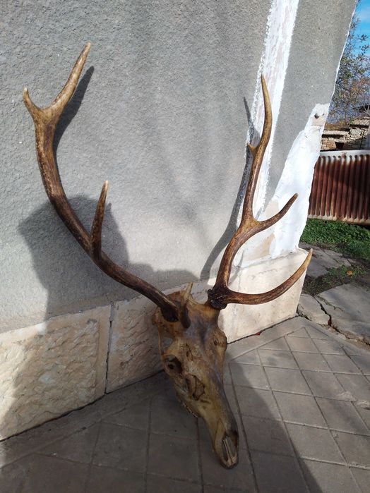 Трофей от благороден елен