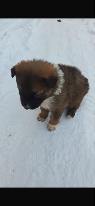 Отдам щенка. Мама немецкая овчарка