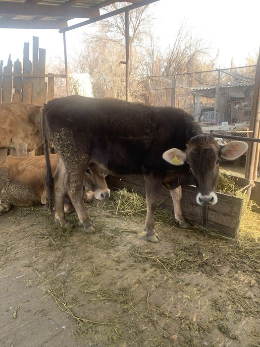 Продам телку порода алатау