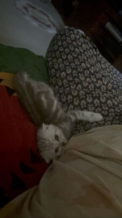 Шотландский котенок
