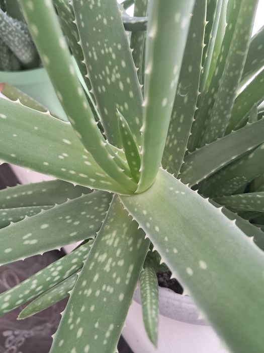 Продам алоэ вера