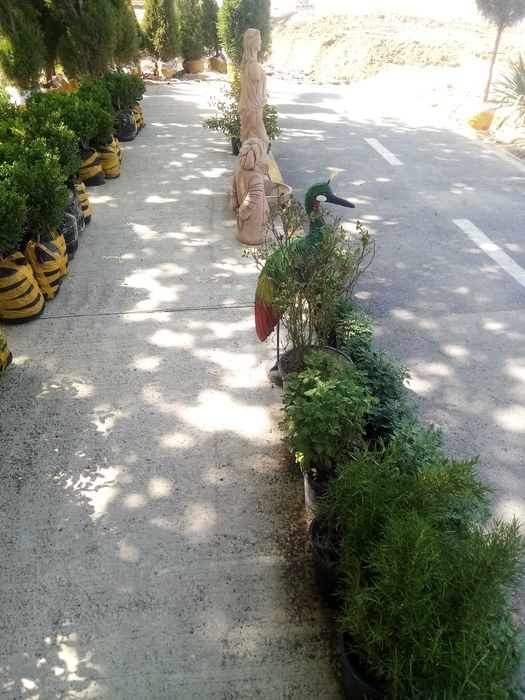 Archa va dekorativ daraxtlar