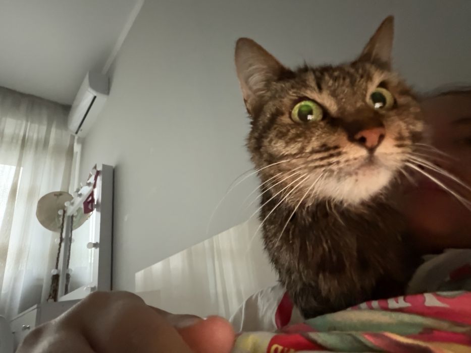 Котенок бесплатно в добрые руки!