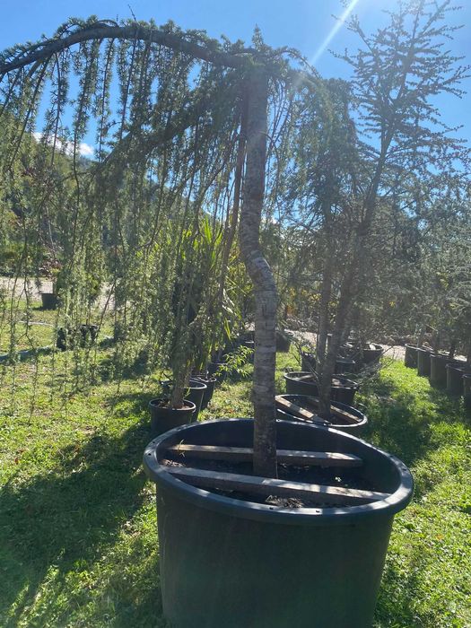 Plante pentru Gradina si Curte