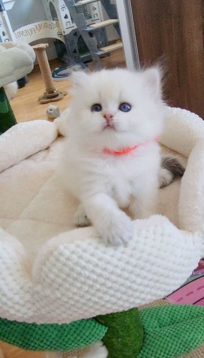 Fetita British Longhair alba cu ochi albastri - linie selecta