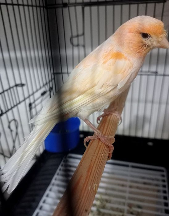 Kanareka moda bez petno sotladi