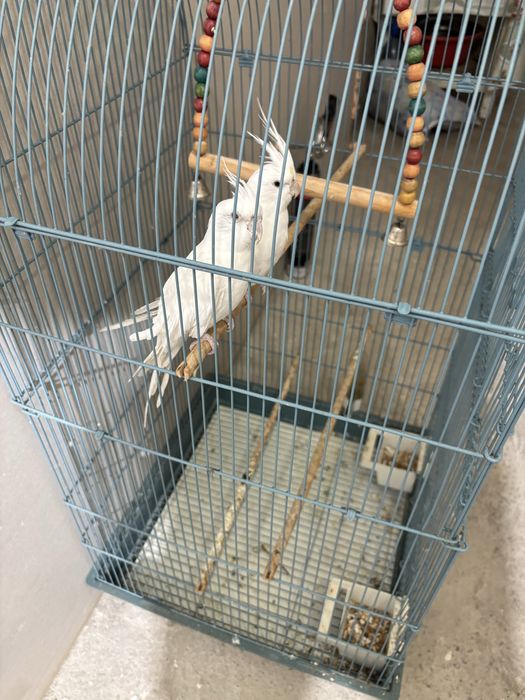 Vand pereche de nimfe