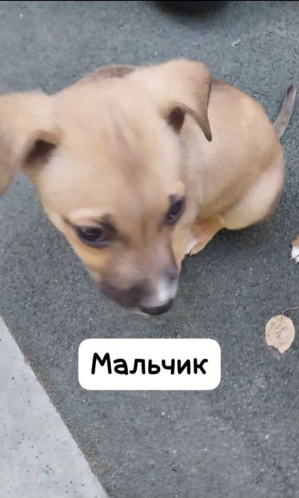 Отдам щенков в добрые руки