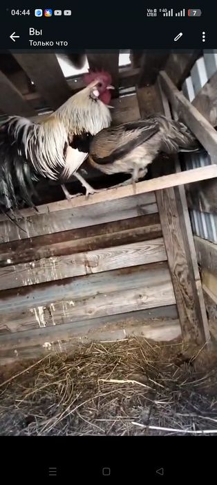 Продам карликовых кур Феникс