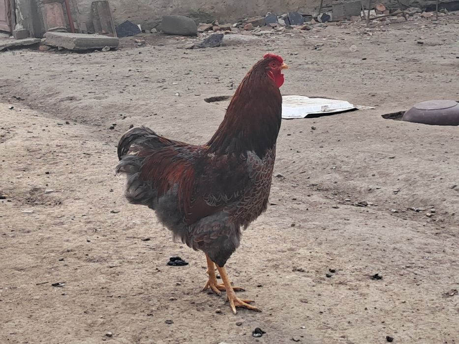 Cocos wyandott rosu albastru tineret