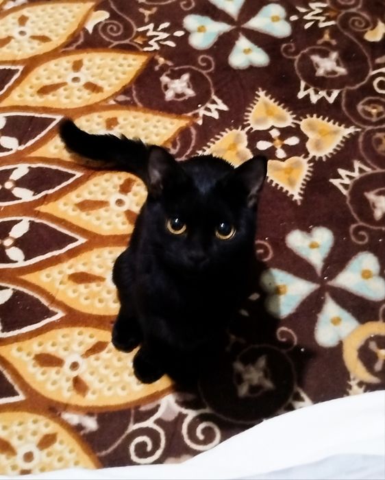 Qora mushuk, qora va kulrang bolasi bilan