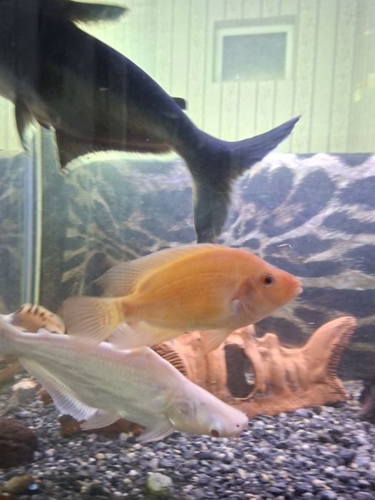 Аквариумные рыбки