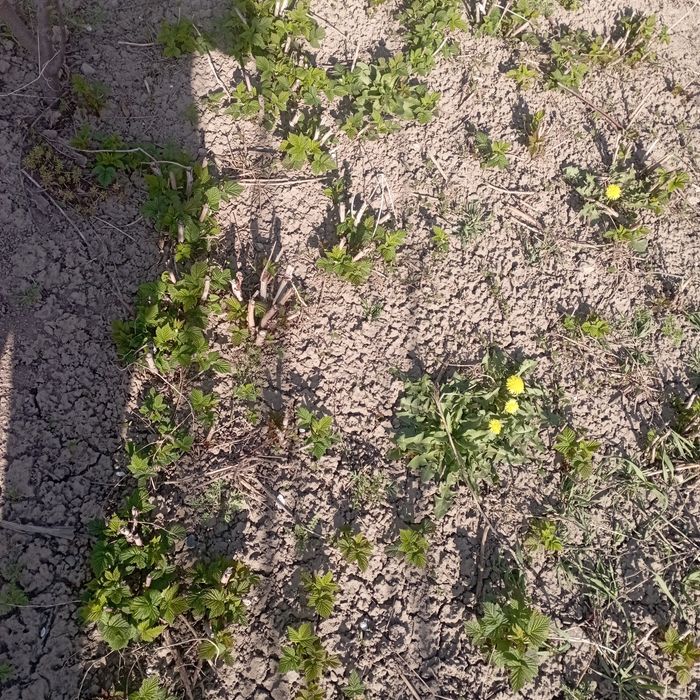 Саженцы малины ремонтантной