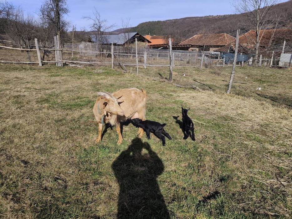 Capre alpina franceza cu iezi și iedute