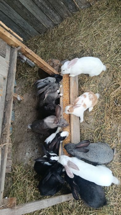 Iepuri de vânzare rasa uriaș german/belgian/fluture francez janet/ hycole fac si schimb
