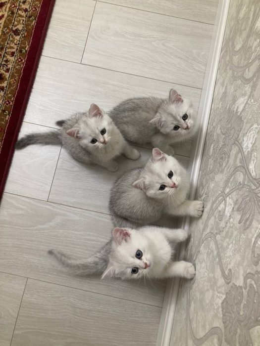 Shinshilla mushuk bolasi
