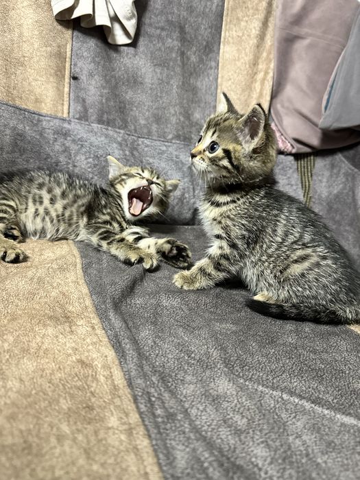 Отдам красивых котят
