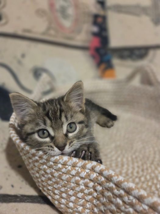 Котёнок в добрые руки